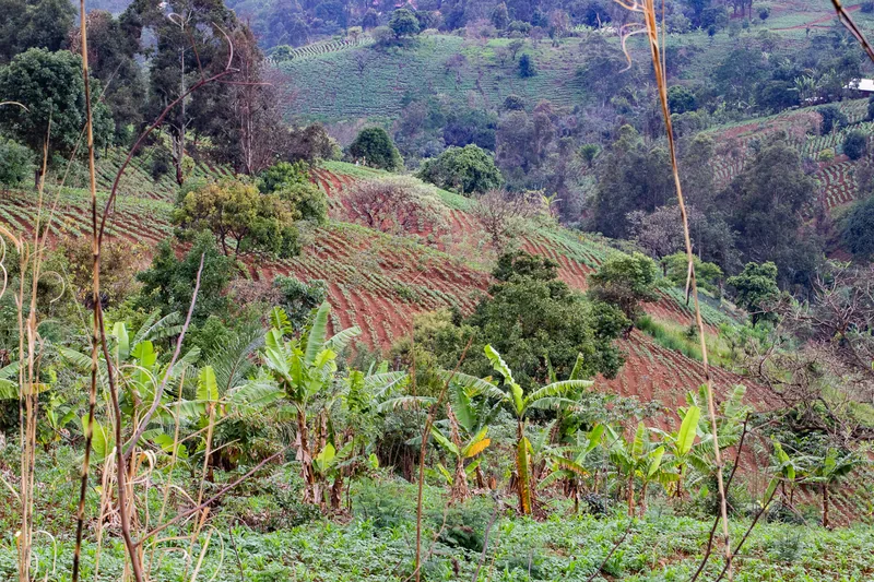 Champ en terrasses sur les collines de l’Ouest camerounais