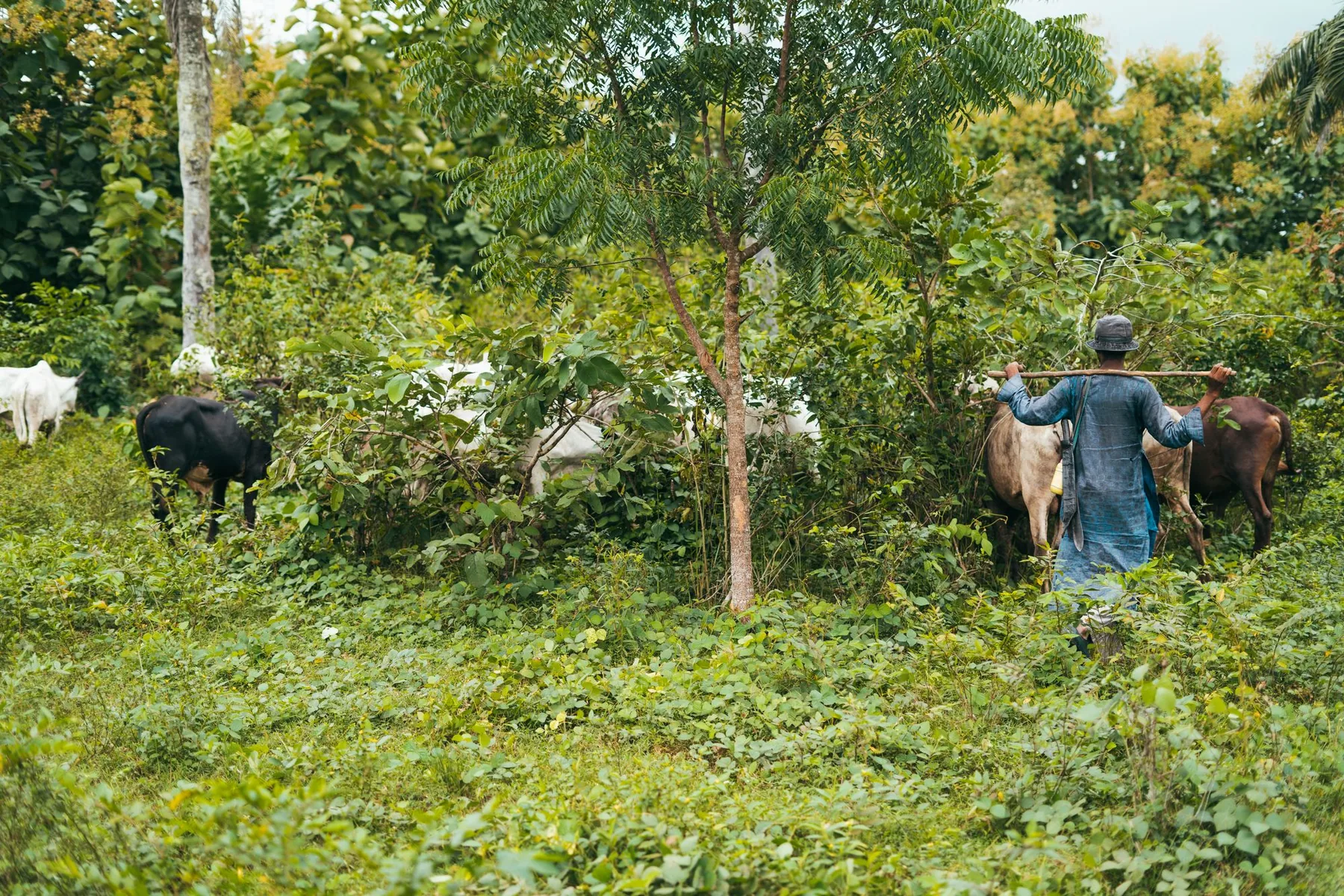 Troupeau de bovins dans un pâturage arboré