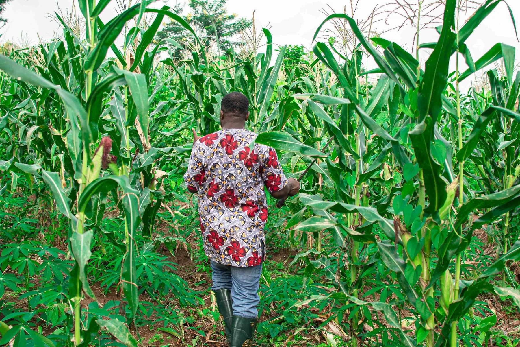 Agricultrice dans un champ de maïs