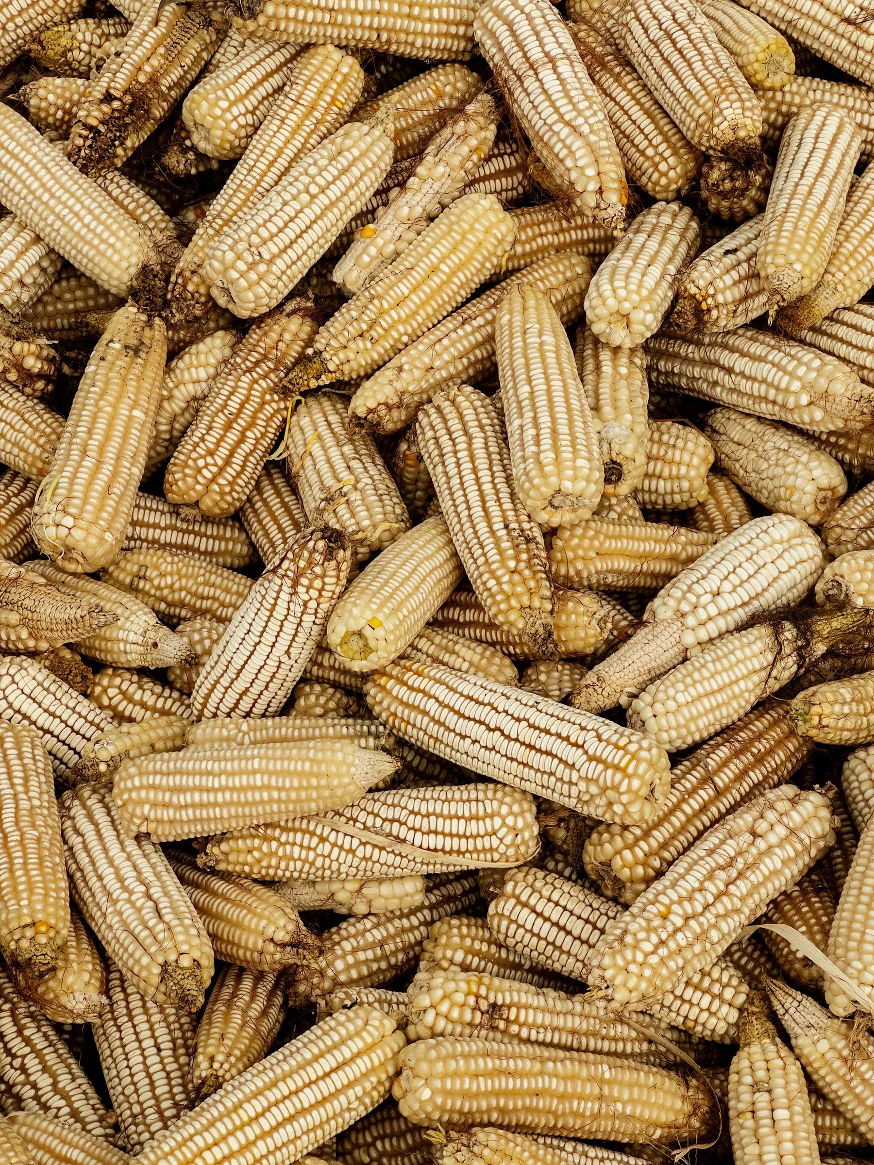 Tas d’épis de maïs fraîchement récoltés sur un étal
