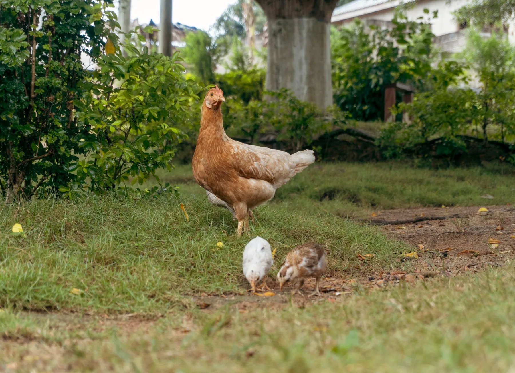 Poule accompagnée de ses poussins sur un terrain herbeux